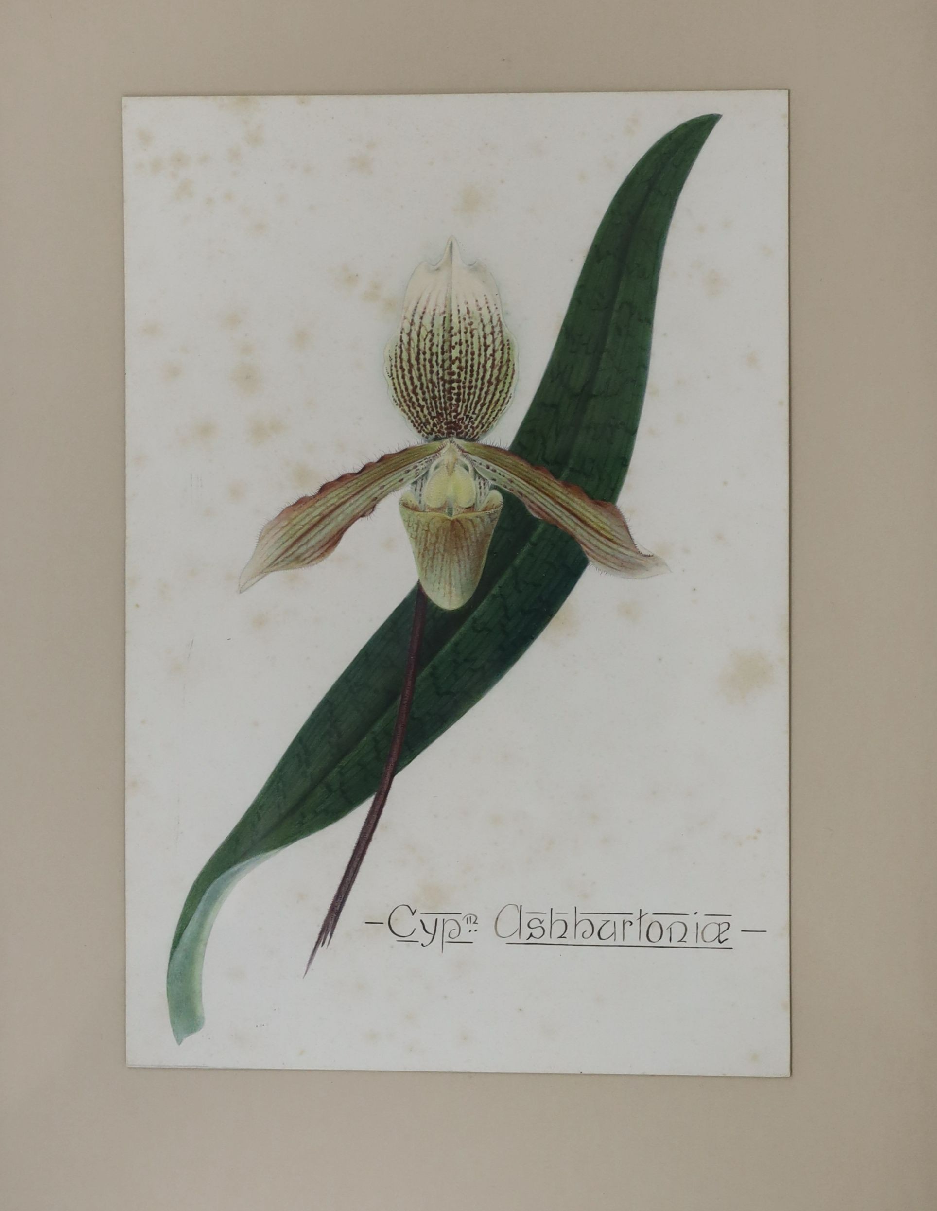 English School c.1900, set of four watercolours, Named studies of orchids, 26 x 18cm